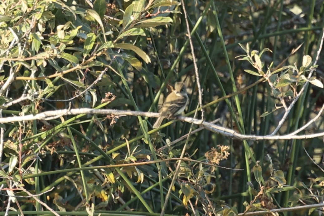 Willow Flycatcher - ML642259538