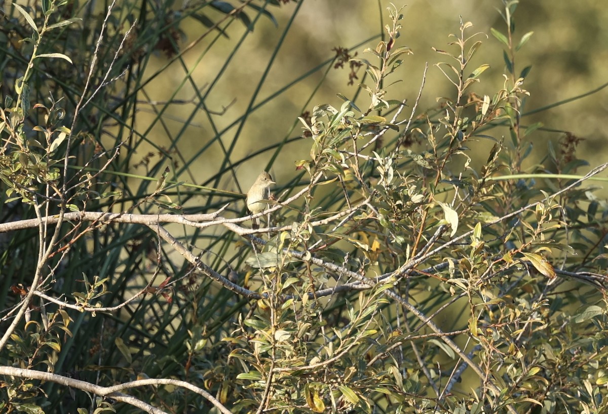 Willow Flycatcher - ML642259539