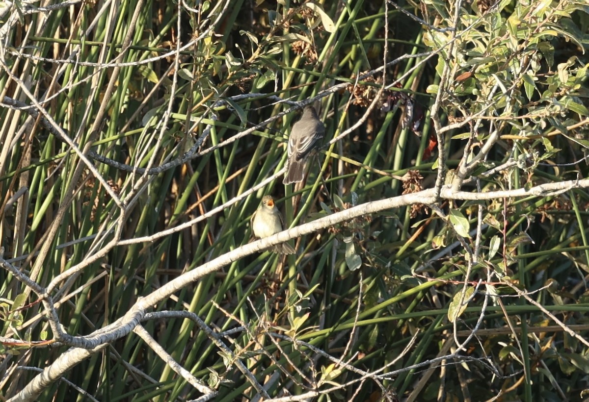 Willow Flycatcher - ML642259540
