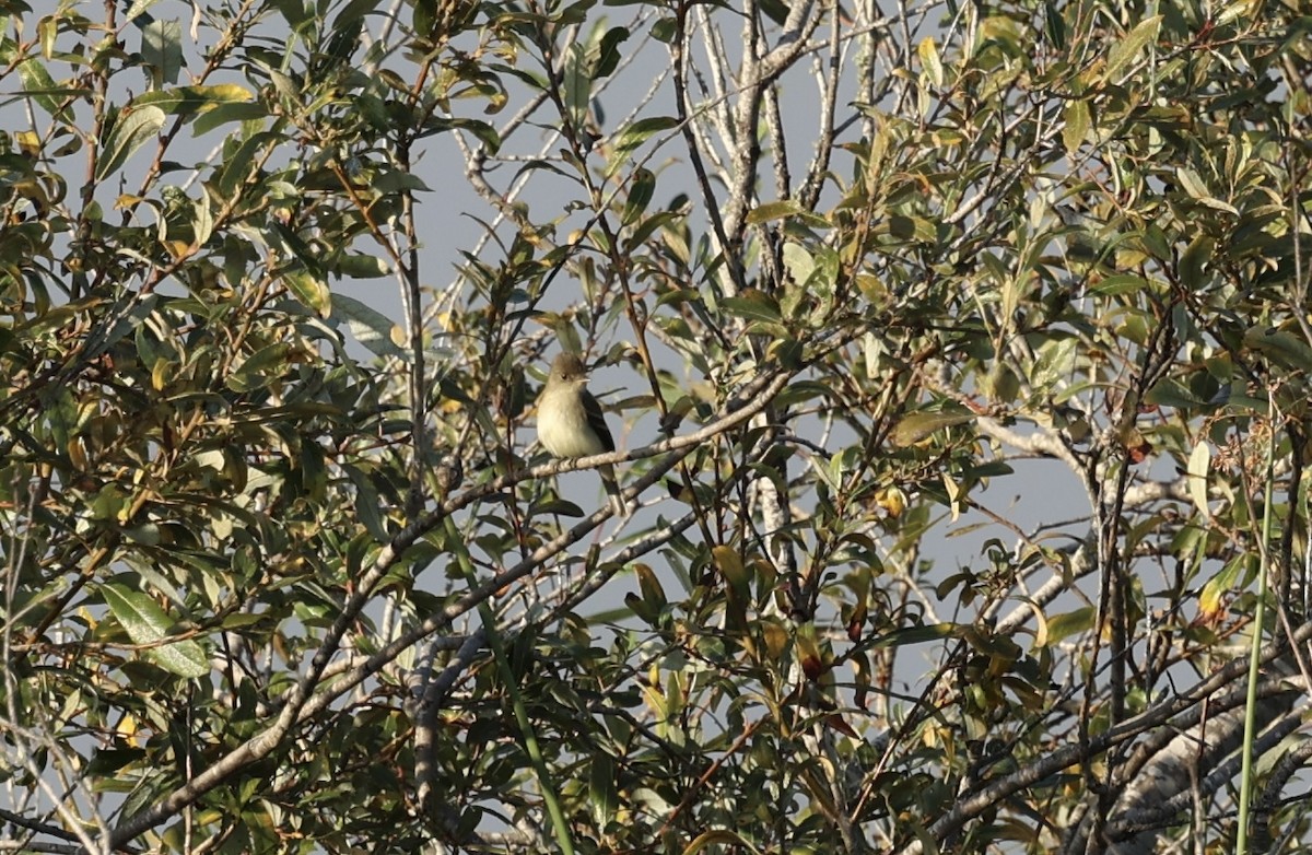 Willow Flycatcher - ML642259541
