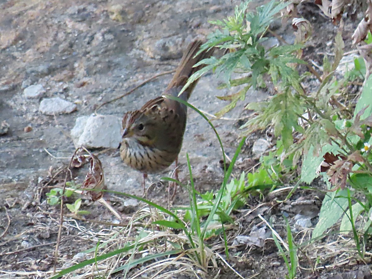 Lincoln's Sparrow - ML642259543