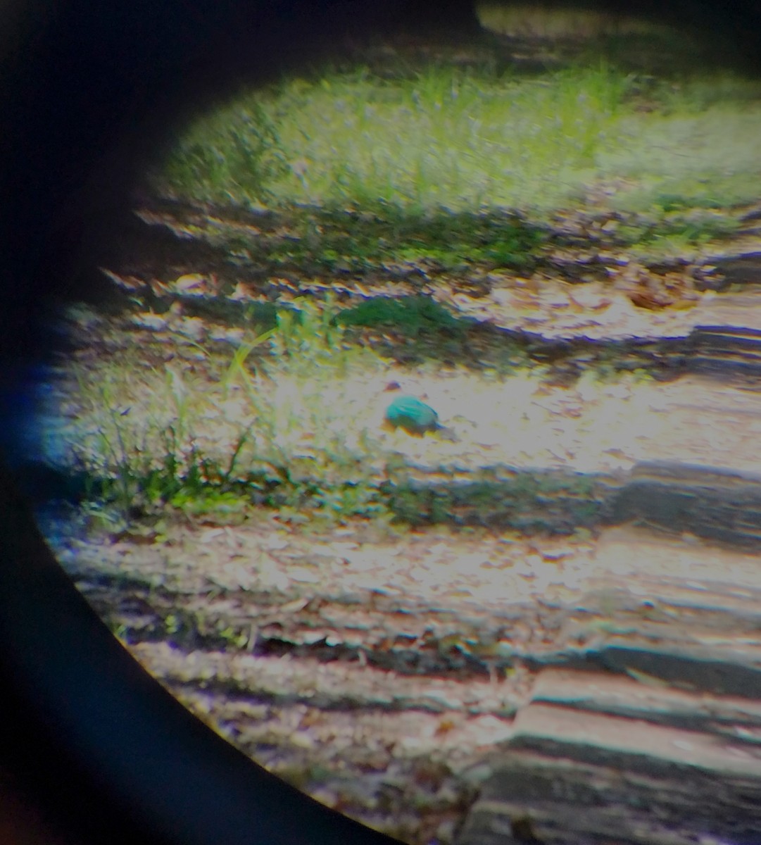 Pacific Emerald Dove - ML642259549