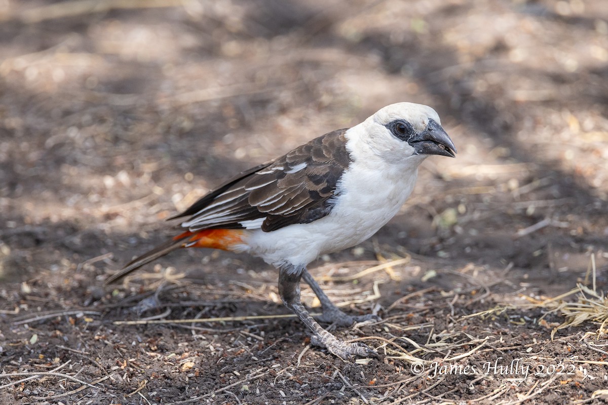 White-headed Buffalo-Weaver - ML642259556