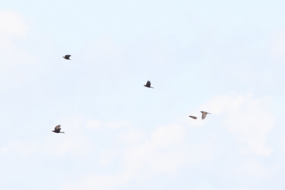 Yellow-headed Blackbird - ML642259558