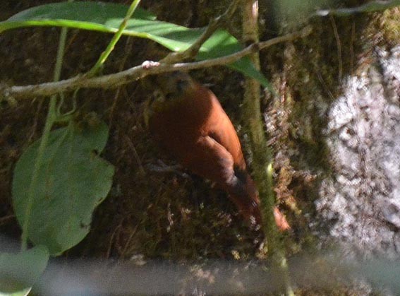 Ruddy Treerunner - ML642259593
