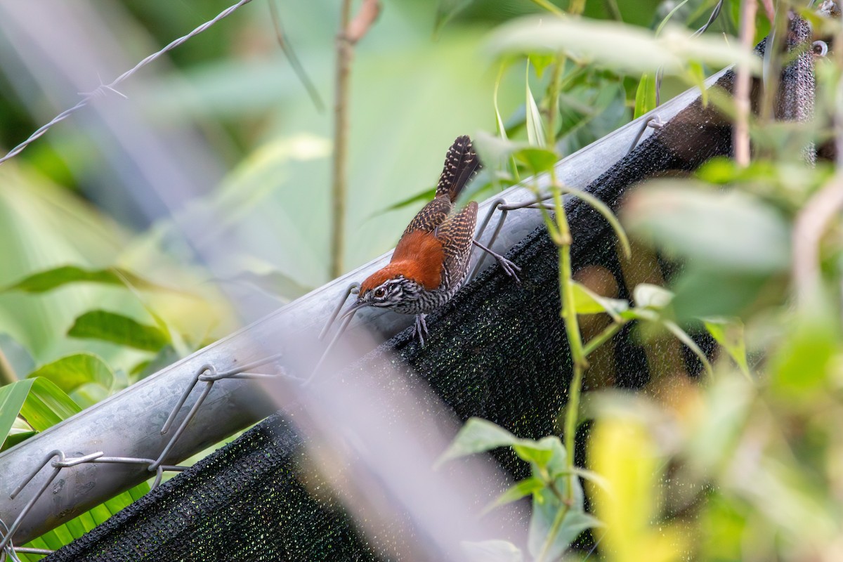 Riverside Wren - ML642259597