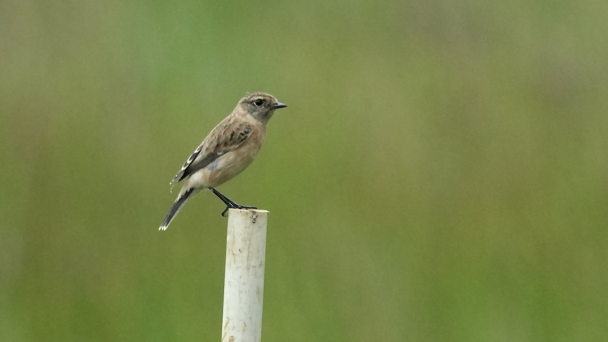 Siberian Stonechat - ML642259612