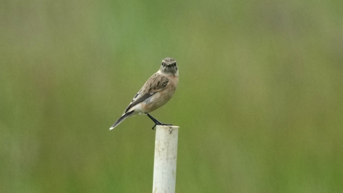 Siberian Stonechat - ML642259614