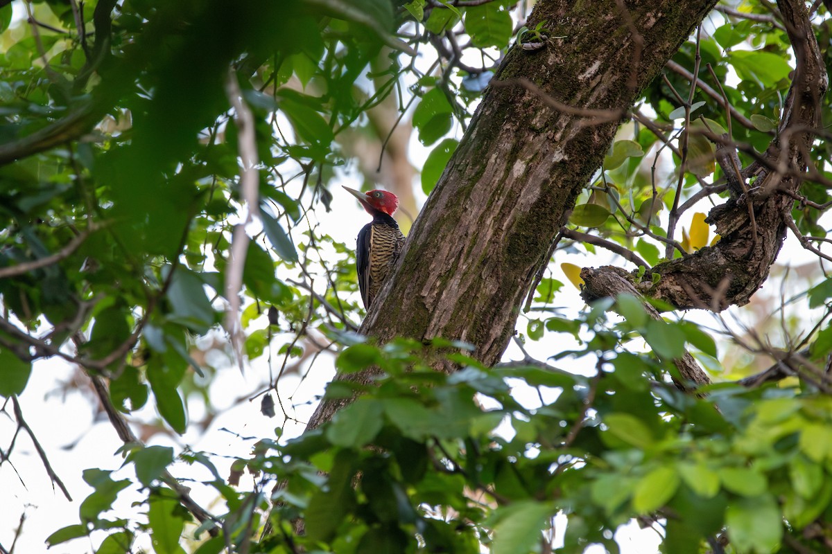 Pale-billed Woodpecker - ML642259621
