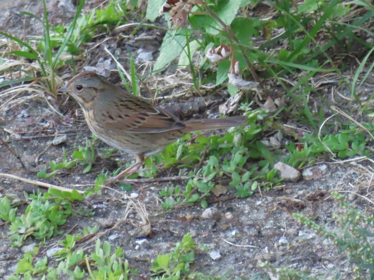 Lincoln's Sparrow - ML642259630