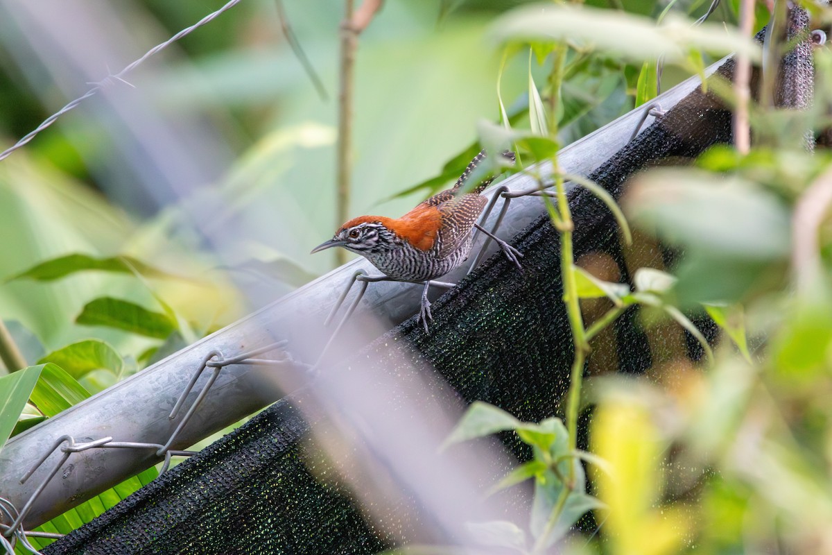 Riverside Wren - ML642259640