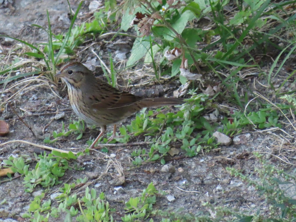 Lincoln's Sparrow - ML642259657