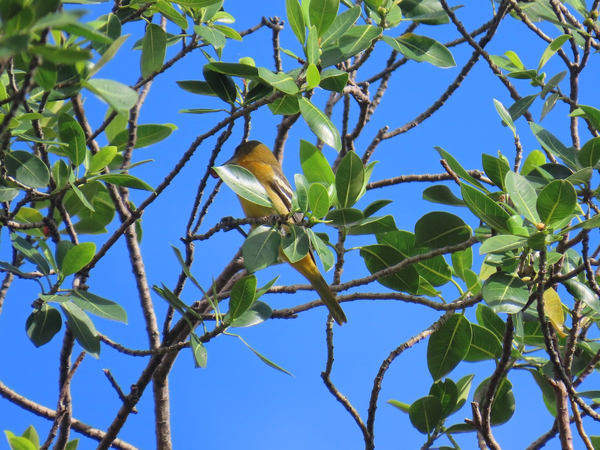 Baltimore Oriole - ML642259664
