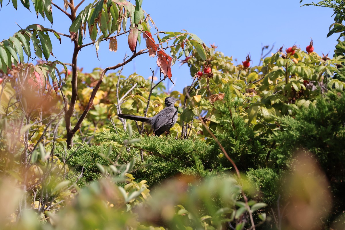 Gray Catbird - ML642259671