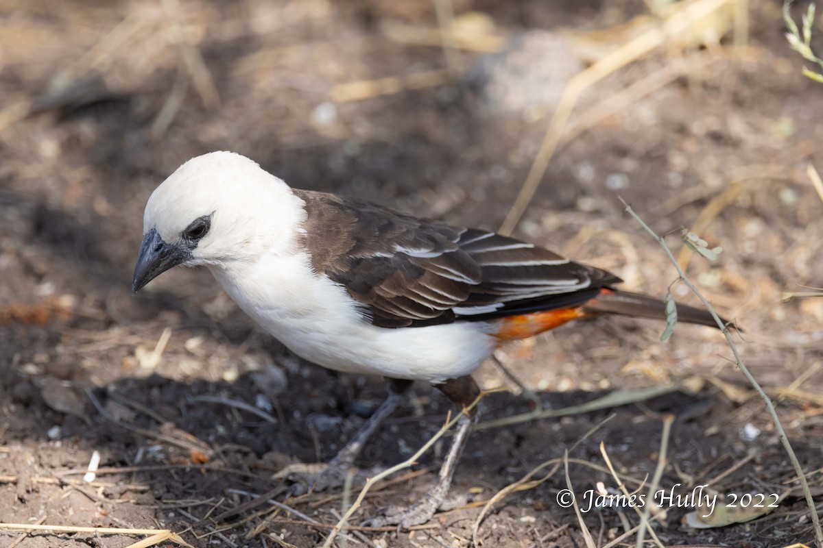 White-headed Buffalo-Weaver - ML642259690