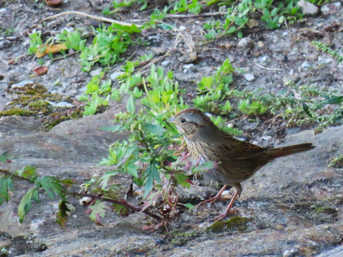 Lincoln's Sparrow - ML642259708