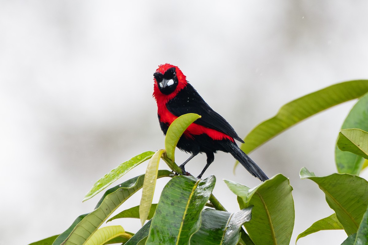 Masked Crimson Tanager - ML642259710