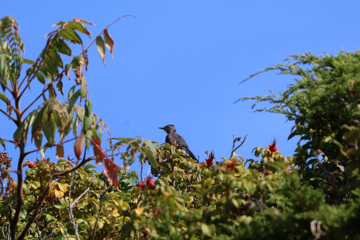 Gray Catbird - ML642259716
