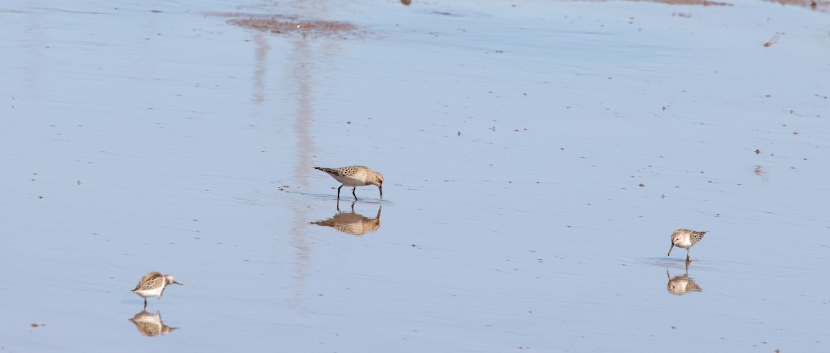 Western Sandpiper - ML642259729