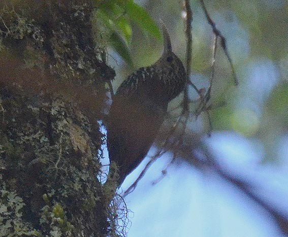 Spot-crowned Woodcreeper - ML642259738