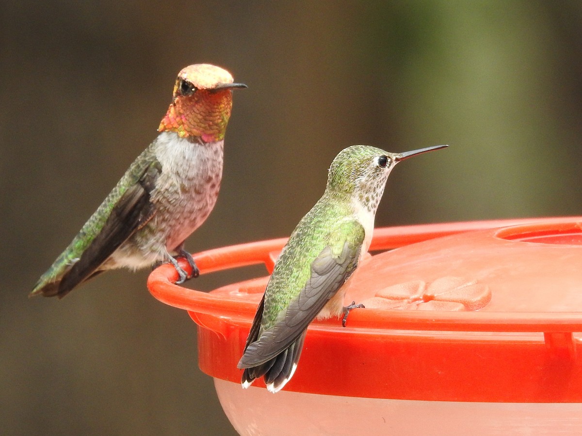 Calliope Hummingbird - ML642259744