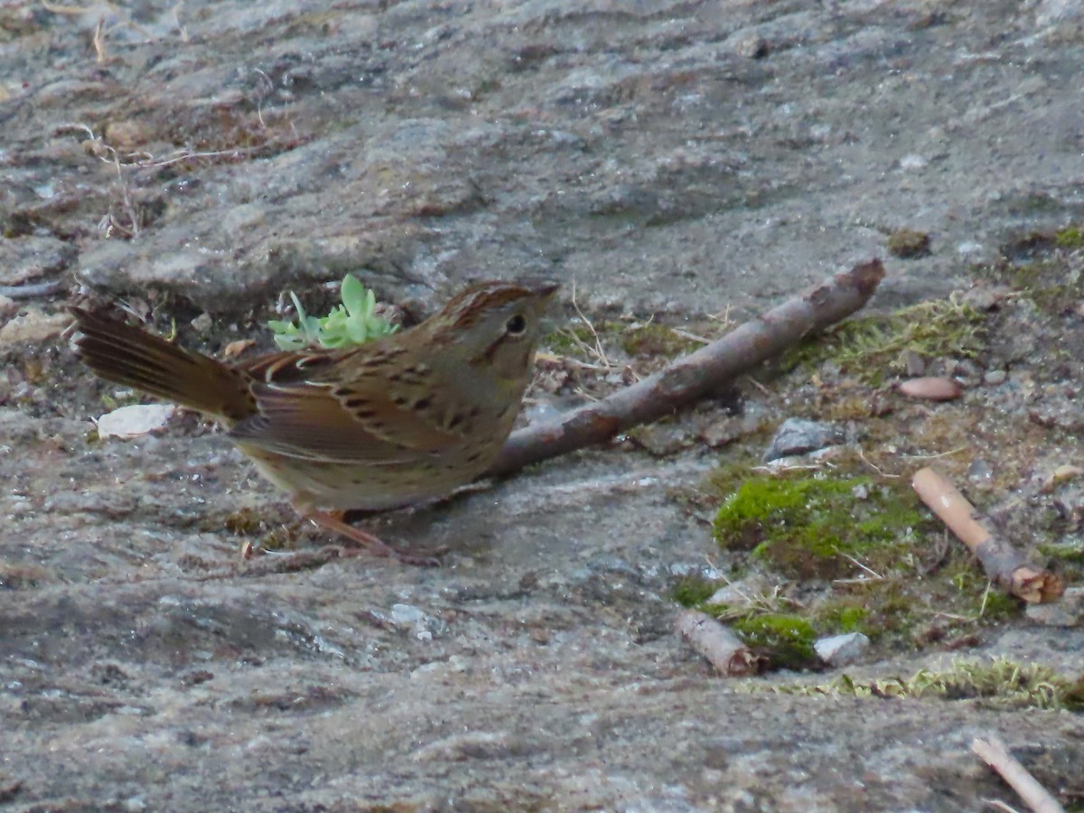 Lincoln's Sparrow - ML642259748
