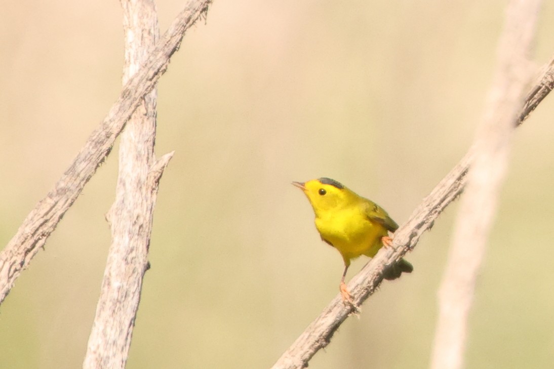 Wilson's Warbler - ML642259770