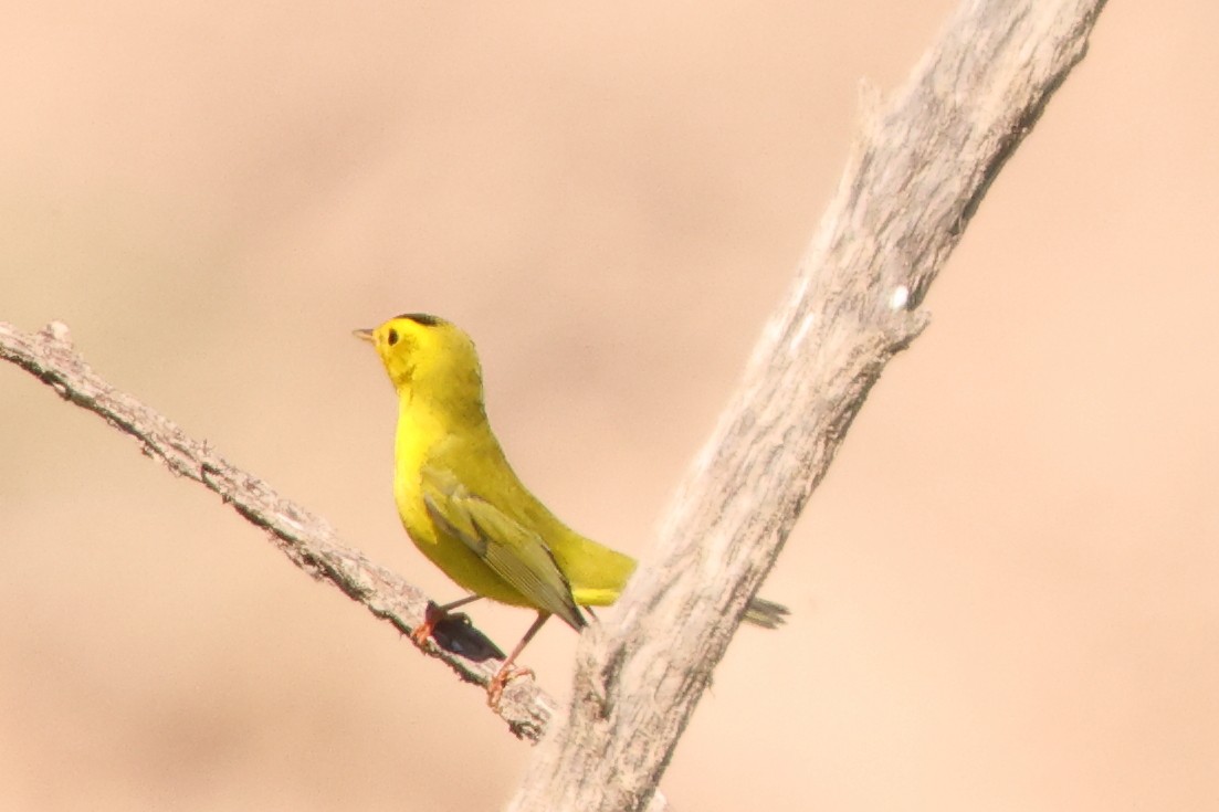 Wilson's Warbler - ML642259771