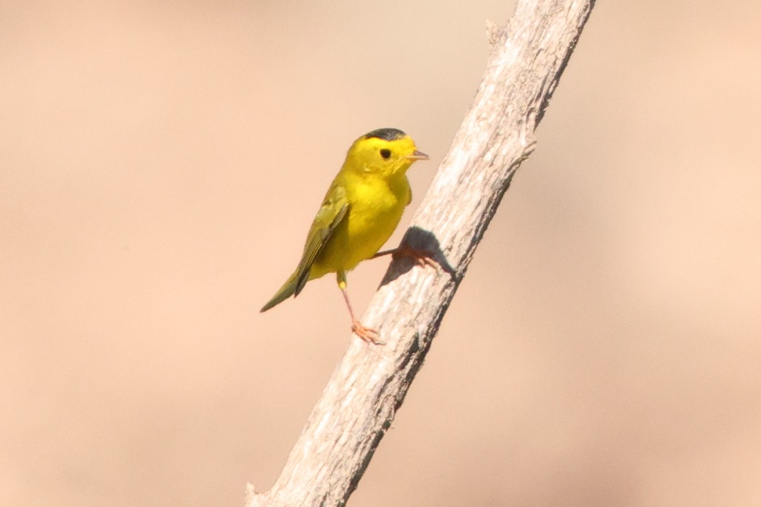 Wilson's Warbler - ML642259772