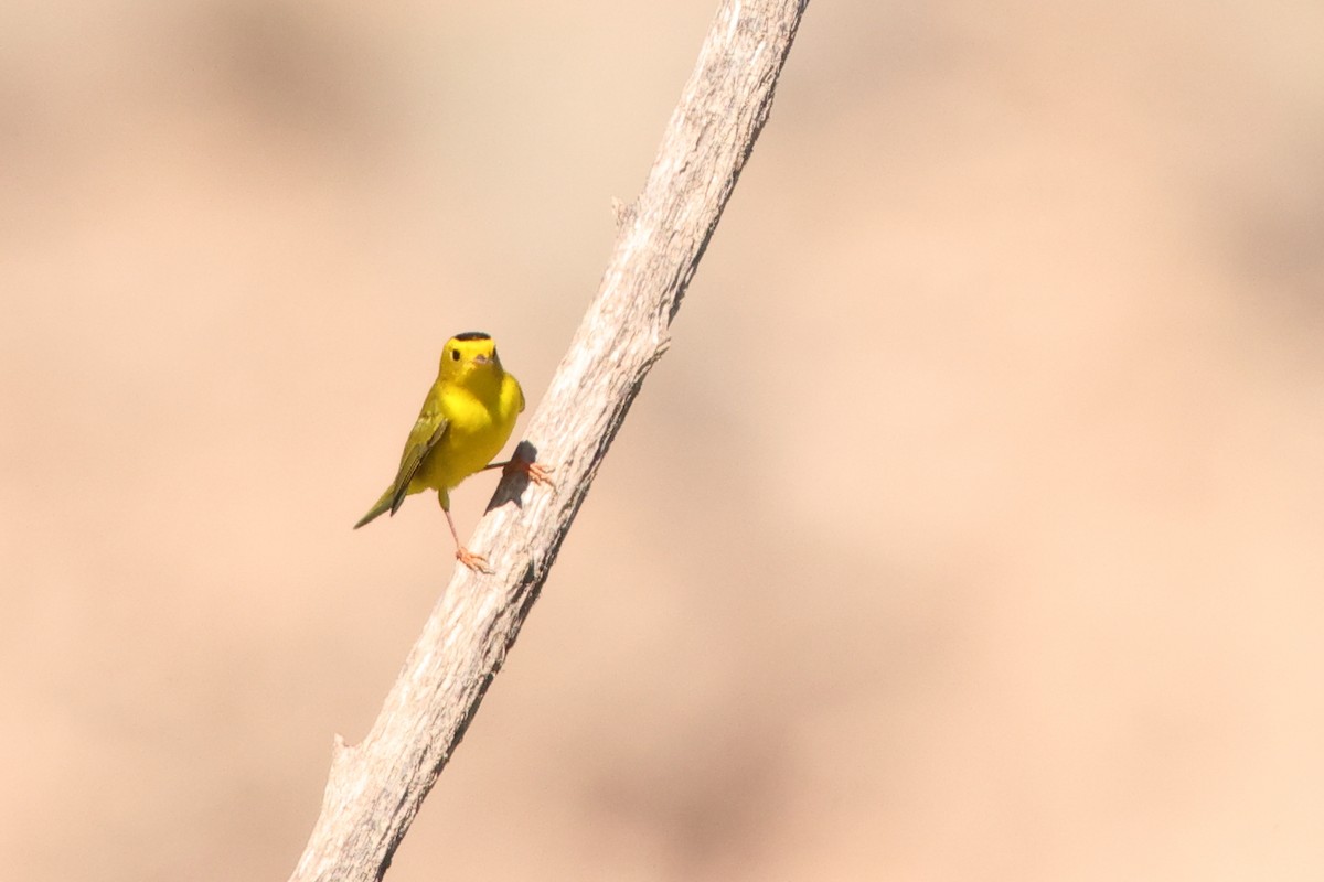 Wilson's Warbler - ML642259773