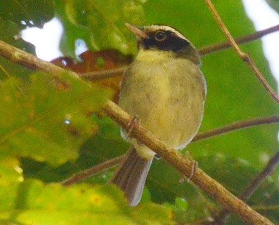 Black-cheeked Warbler - ML642259818