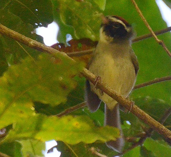 Black-cheeked Warbler - ML642259830