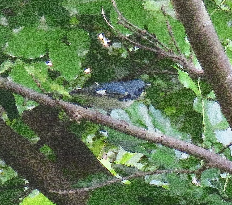 Blaurücken-Waldsänger - ML642259839