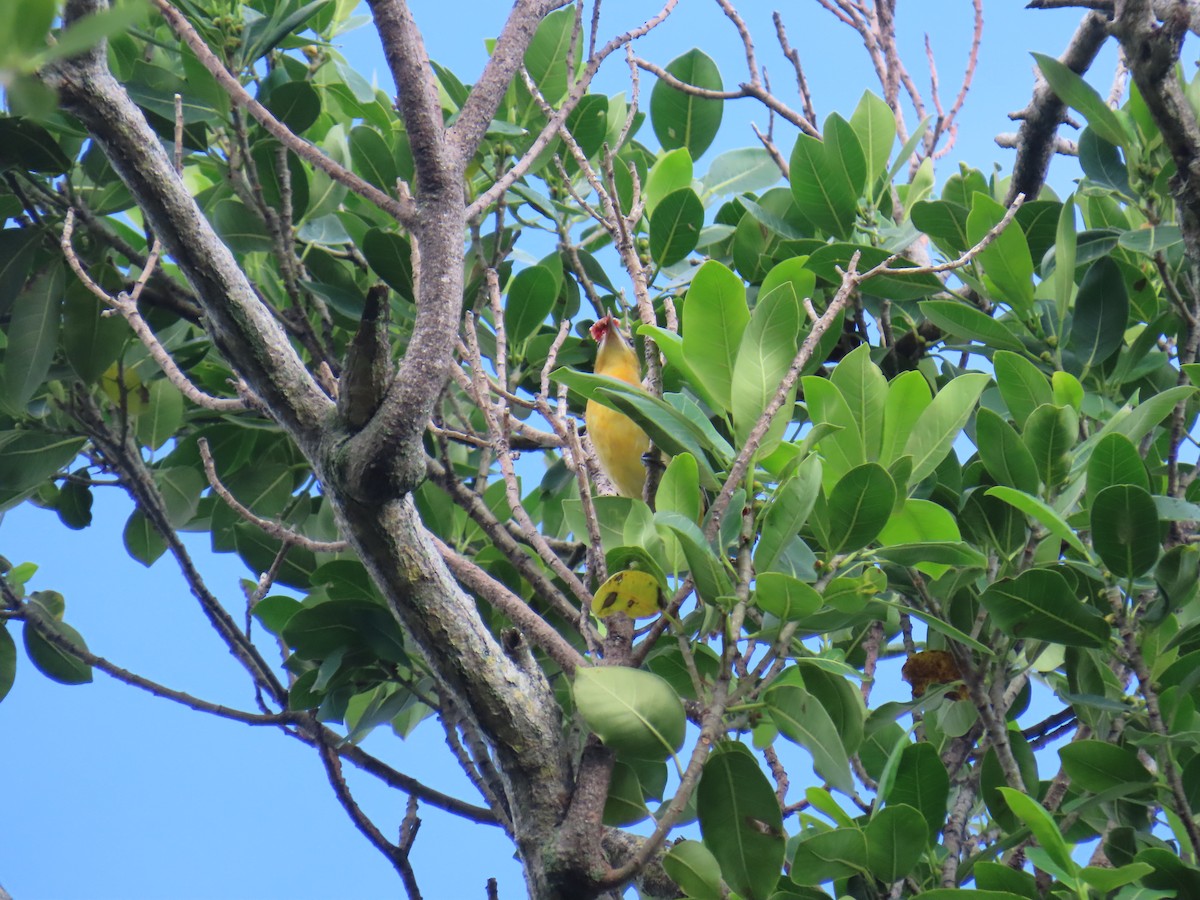 Baltimore Oriole - ML642259854