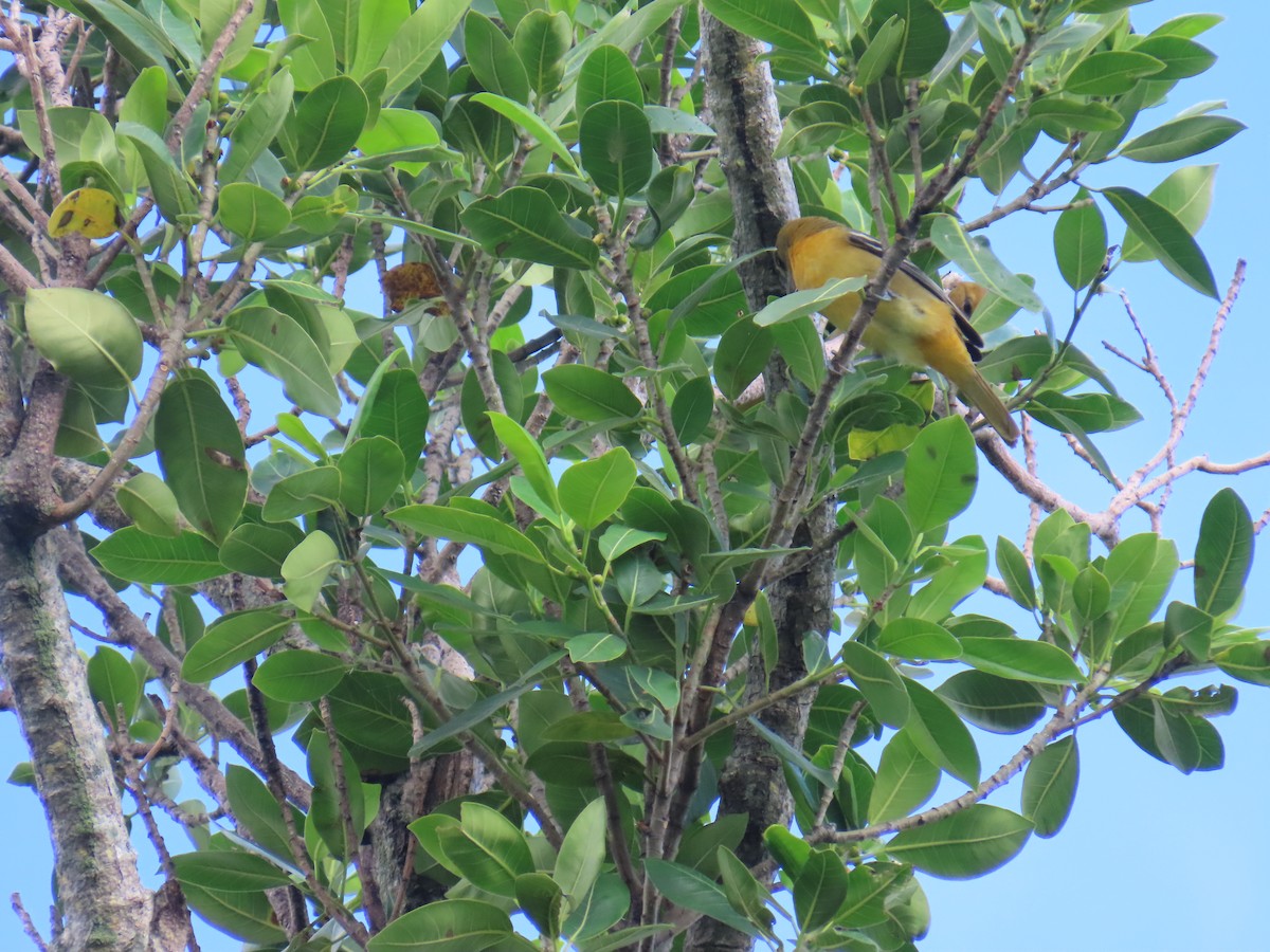 Baltimore Oriole - ML642259856