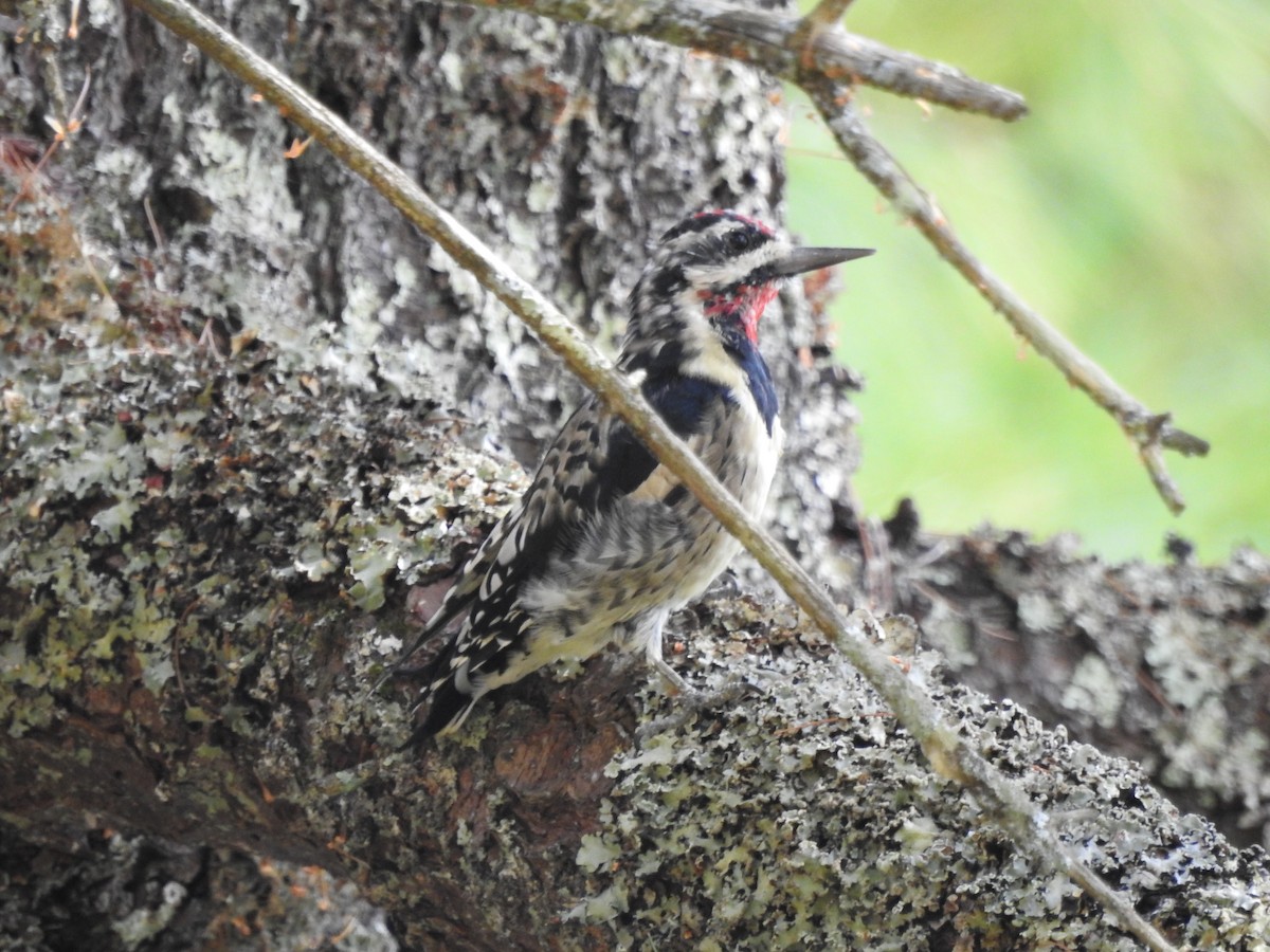 Chupasavia Norteño - ML642259857