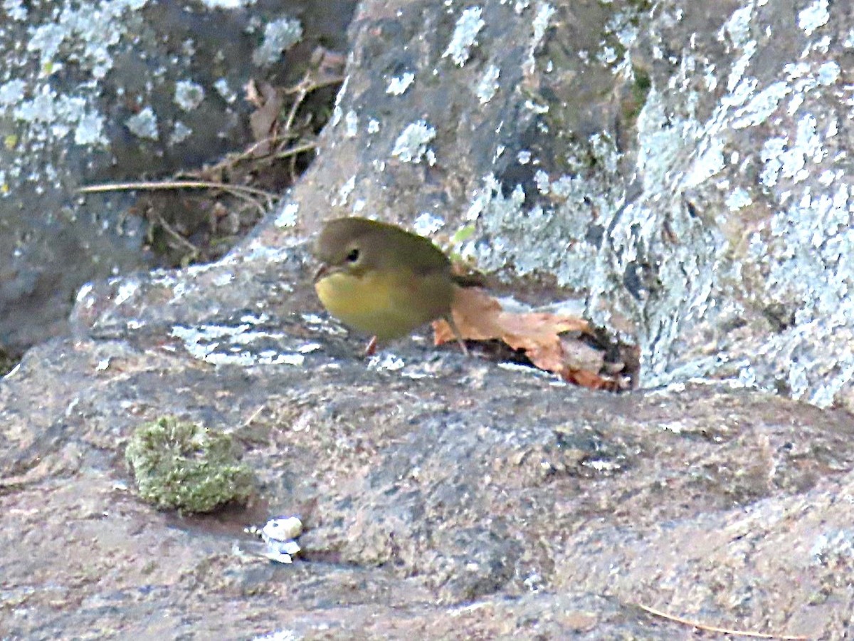 Common Yellowthroat - ML642259861