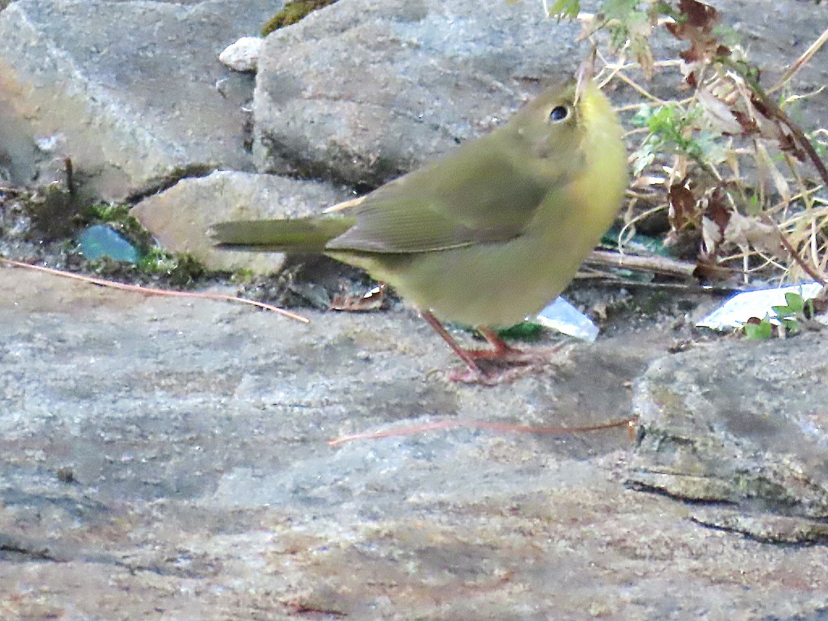 Common Yellowthroat - ML642259866
