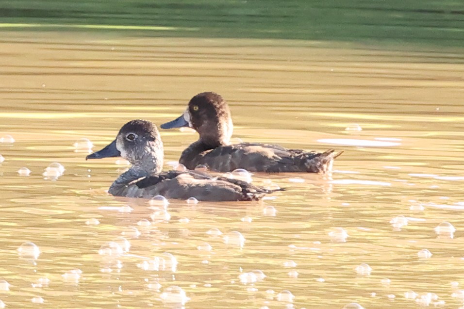 Greater/Lesser Scaup - ML642259871