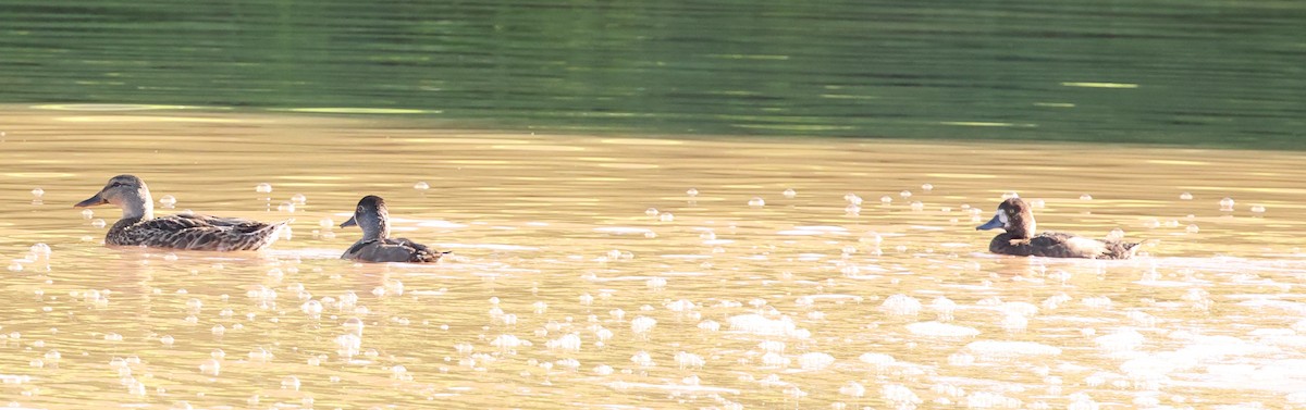 Greater/Lesser Scaup - ML642259872