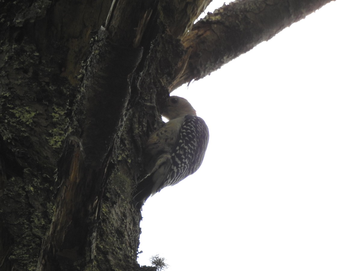 Carpintero de Carolina - ML642259878