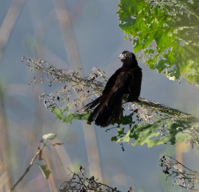 Groove-billed Ani - ML642259893