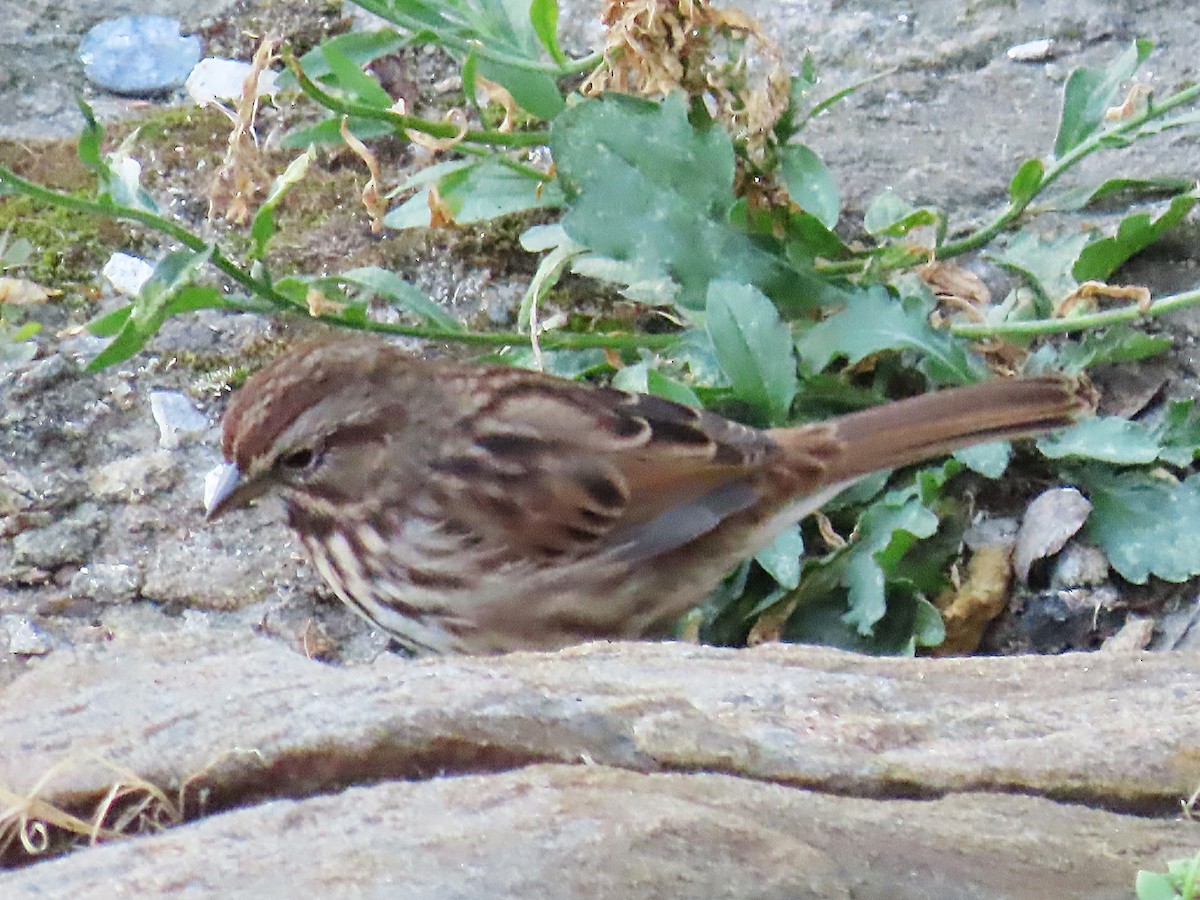 Song Sparrow - ML642259900