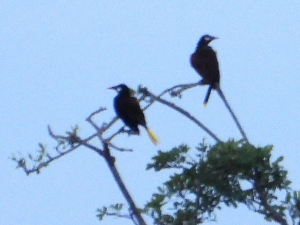 Cassique de Montezuma - ML642259911