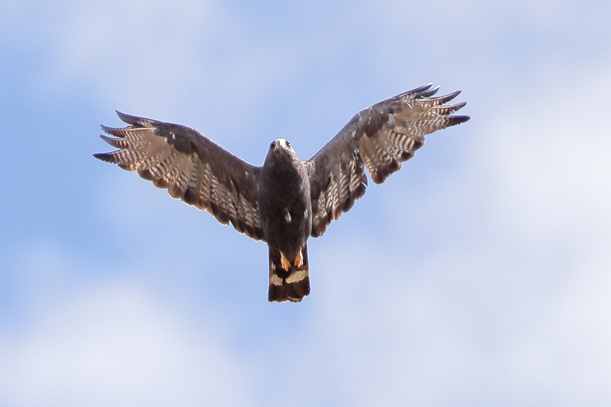 Zone-tailed Hawk - ML642259947