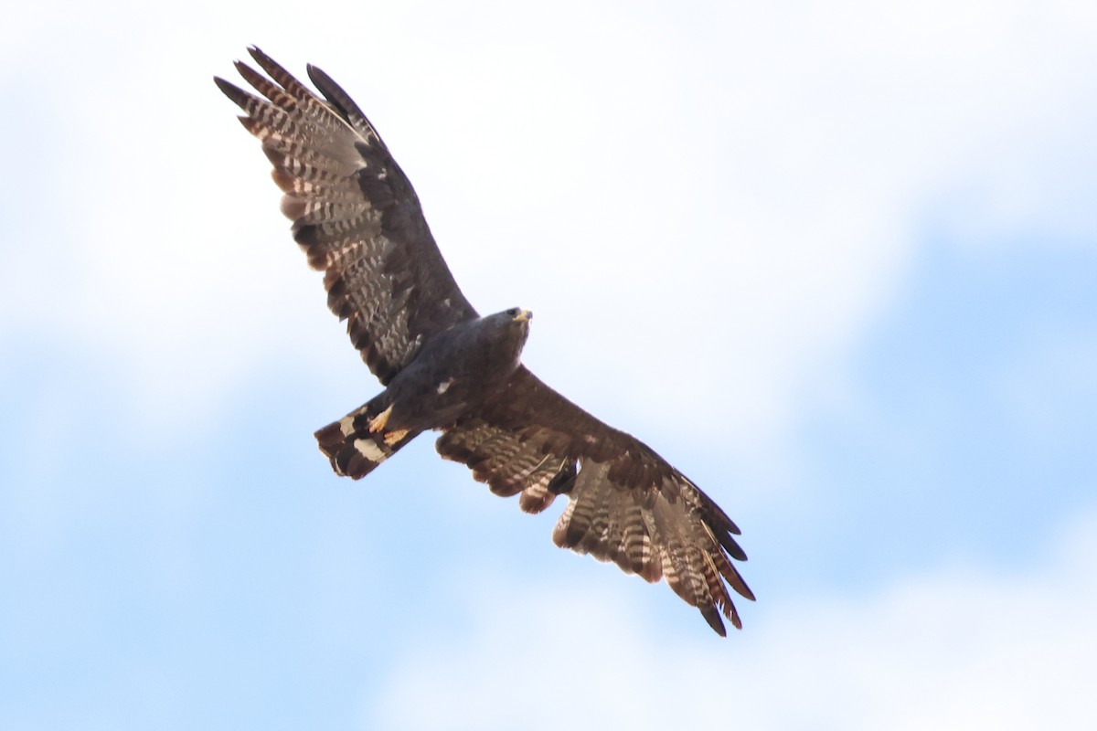 Zone-tailed Hawk - ML642259948