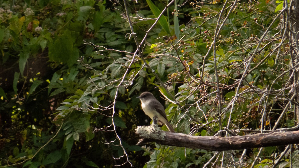tyrannidé sp. - ML642259952