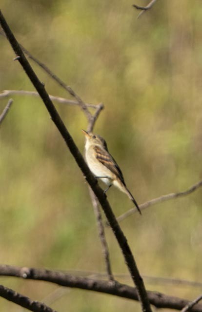 White-throated Flycatcher - ML642259956