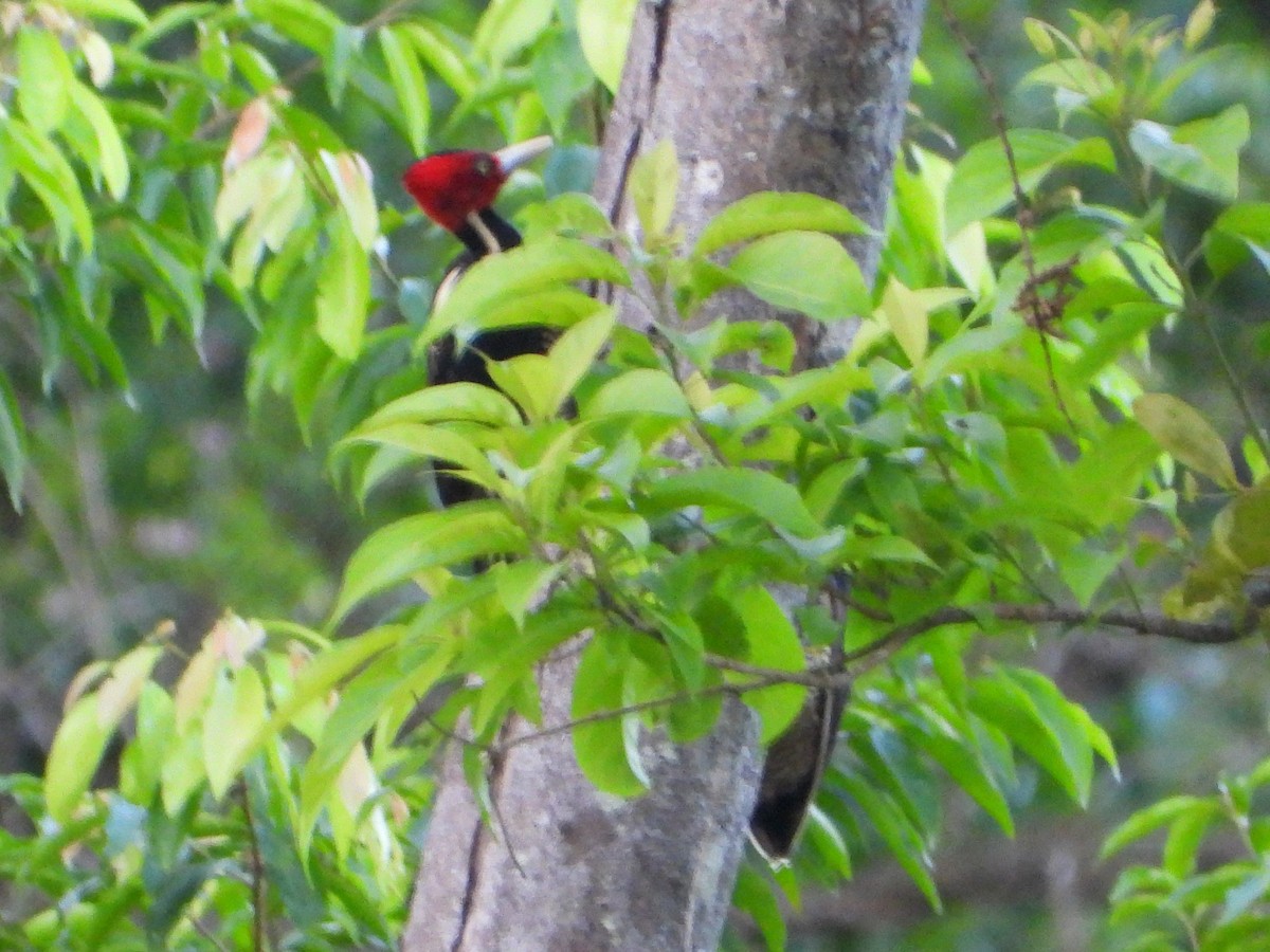 Pale-billed Woodpecker - ML642259975