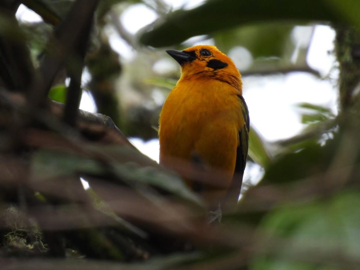 Golden Tanager - ML642259980